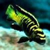 Flavus Reef
