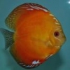 Sushinha